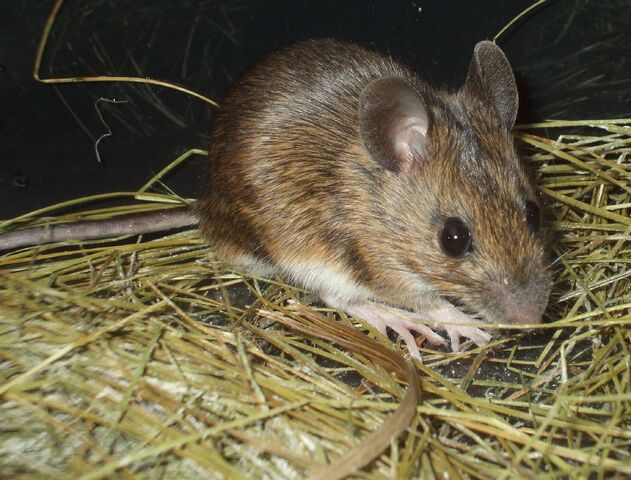 File:Mouse.jpg