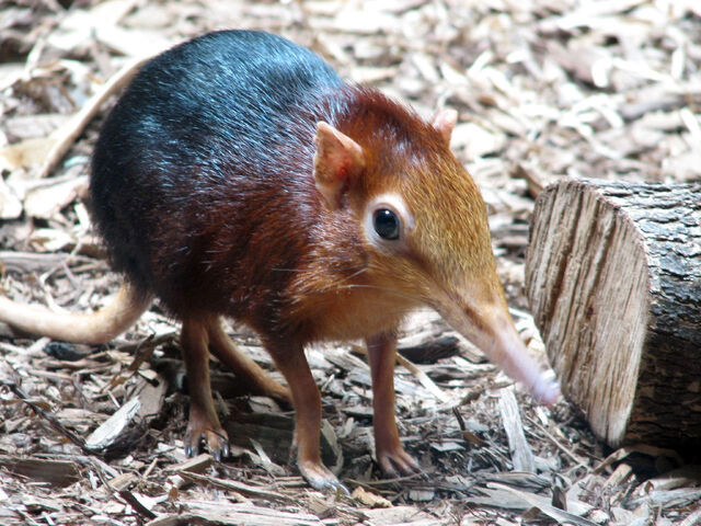 Fichier:Rhynchocyon petersi.jpg