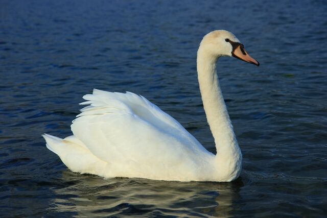 File:Mute Swan.jpg