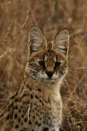 Serval