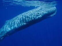 Sperm Whale