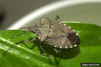 Stink Bug