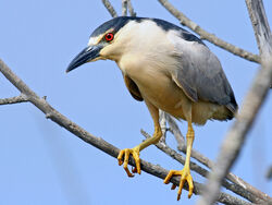 Black-Crowned Night Heron