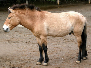 Przewalskis horse