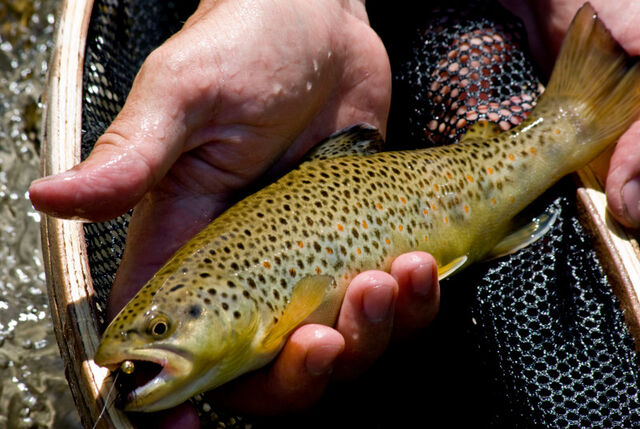 File:Brown trout.jpg
