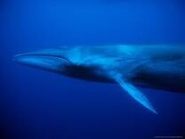 Sei Whale