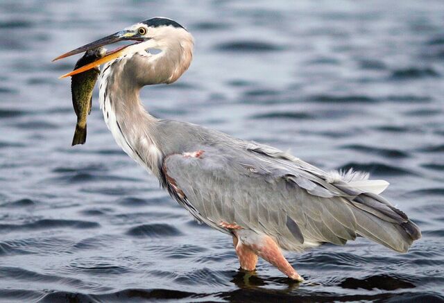 File:Great Blue Heron.jpg