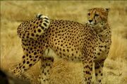 Cheetah