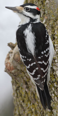 File:Hairy Woodpecker.jpg