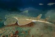 Indonesian Angelshark