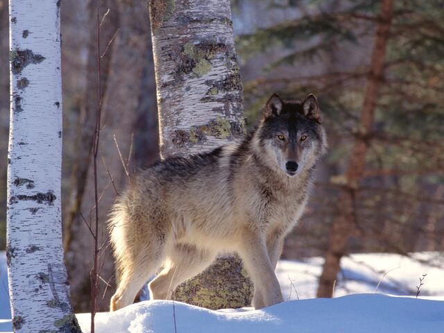 File:Gray Wolf.jpg