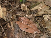 Army ants