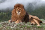 Barbary Lion
