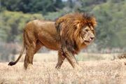 West African Lion