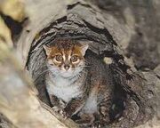 Flat-Headed Cat