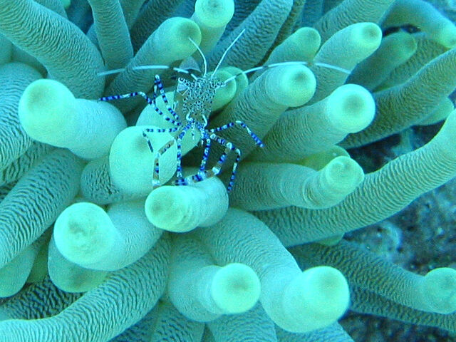 File:Spotted cleaner shrimp.jpg
