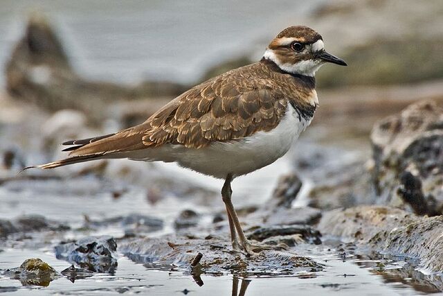 File:Killdeer.jpg