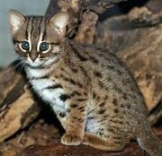 Rusty-Spotted Cat