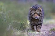 Wildcat