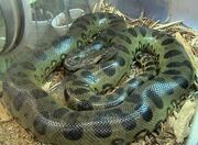 Green Anaconda