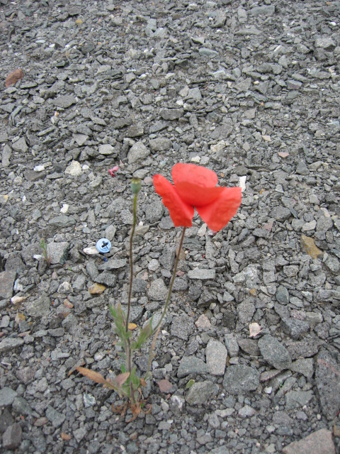 Klatschmohn2