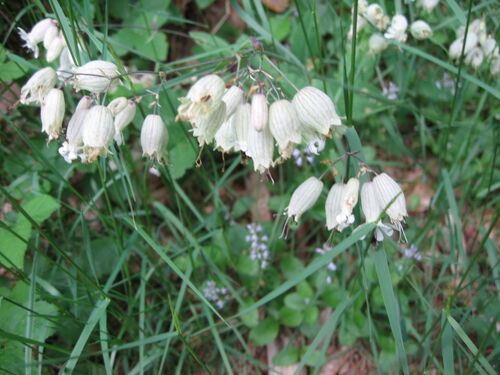 Taubenkropf-Leimkraut.jpg
