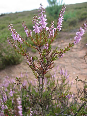 Besenheide.jpg