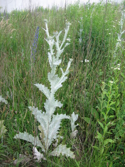 Eselsdistel.jpg