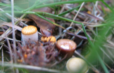 Tiegel-Teuerling3.jpg