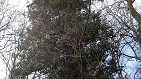Vlcsnap-2014-03-03-15h36m44s43.png