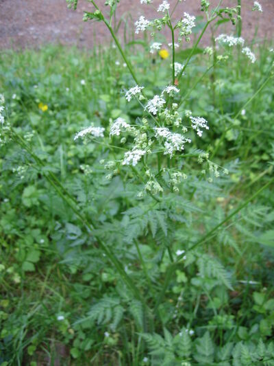 Wiesen-Kerbel.jpg
