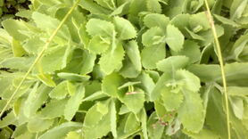 04062013771.jpg