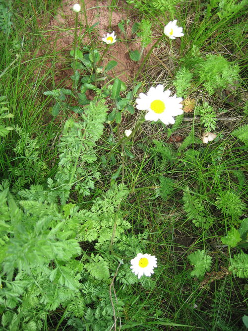 Magerwiesen-Margerite