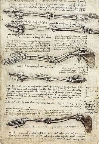 Plik:Studia nad układem kostnym ręki Leonarda da Vinci.jpg