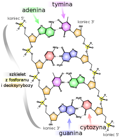 Plik:Struktura chemiczna DNA.png