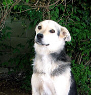 German Shepherd