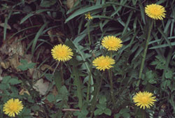 Top10 vestigial dandelion