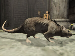 Adult Pit Rat01
