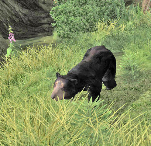File:Young Black Bear cr.jpg