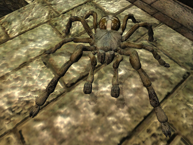 File:Cross spider.jpg