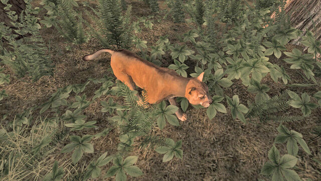 File:Young Lynx 2.jpg