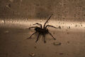 Thumbnail for version as of 20:42, January 10, 2014