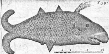 File:Oxypterus.jpg