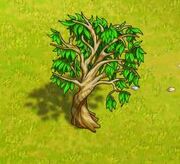 EucalyptusEmpty