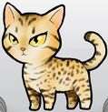 OcicatYellow