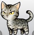 OcicatGrey