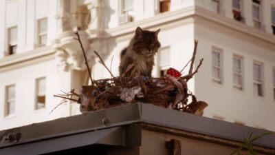 Birdcatfromnewgirl