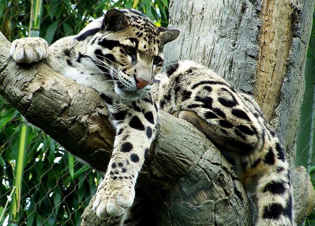 File:Clouded-leopard.jpg
