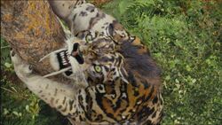 Episode2x3Smilodon40