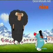 Sheep